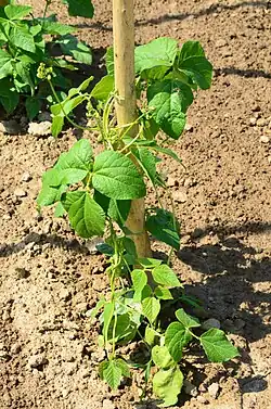 Phaseolus coccineus enrosca-se em sentido horário.
