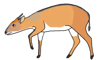 Duiker-de-ventre-branco