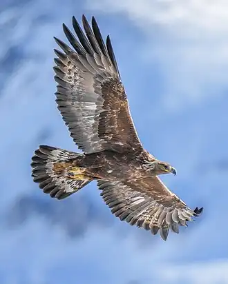 Aquila chrysaetos