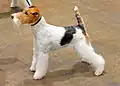Fox terrier: cruzamento entre fox terriers de pelo liso, com dachshunds, com beagles e em alguns casos, bull terriers.