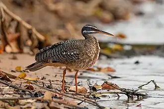 Um pavãozinho-do-pará no Parque Estadual Encontro das Águas, Mato Grosso, Brasil.