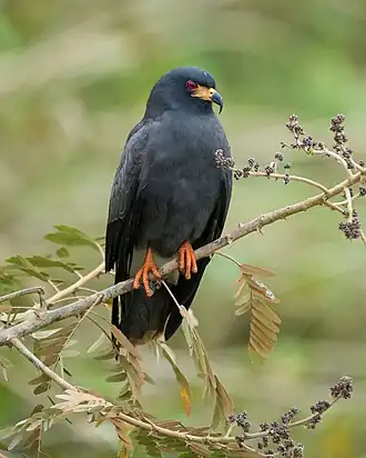Gavião-caramujeiro macho em Parque Estadual Encontro das Águas, Mato Grosso, Brasil