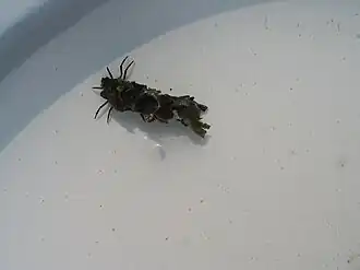 Mosca-de-água no estado larvar.