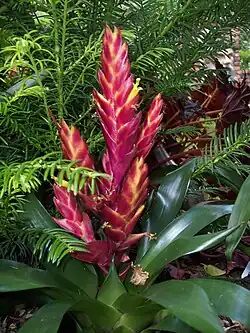 Vriesea em floração