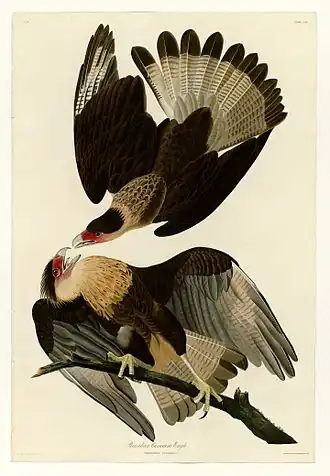 Carcarás do Brasil. Gravura, por John James Audubon, 1827~1838
