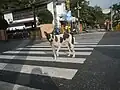 Askal, um cão de rua comumente visto nas Filipinas