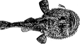 Vista dorsal de Lophius piscatorius.