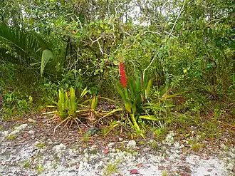 Floresta de Campinarana Arbustiva bem drenada