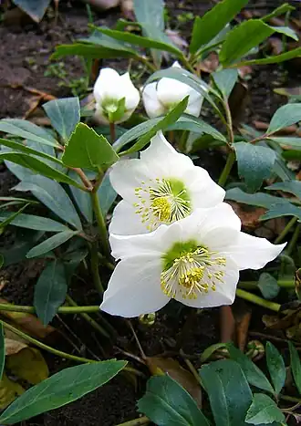 Helleborus niger