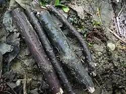 Pleurostoma vibratilis em galhos de Prunus padus