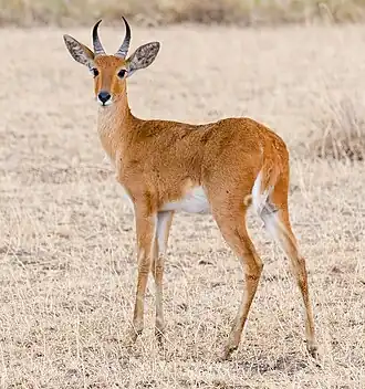 Chango no Parque Nacional de Serengeti, na Tanzânia