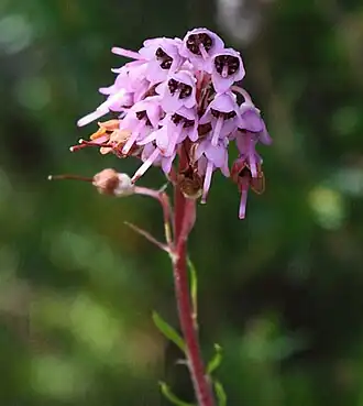 Erica spiculifolia