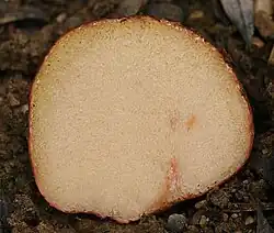 Uma imagem de Rhizopogon roseolus mostrando uma vista aproximada dos lóculos da gleba.