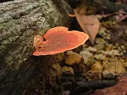 P.sanguineus (L.) Murrill - Valle del Cauca, Colombia