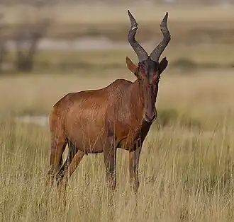 Caama no Parque Nacional Etosha, na Namíbia
