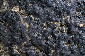 Collemopsidium sp. sobre uma rocha.