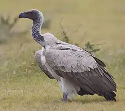 Abutre-de-rabadilha-branca no Parque Nacional Etosha, Namíbia