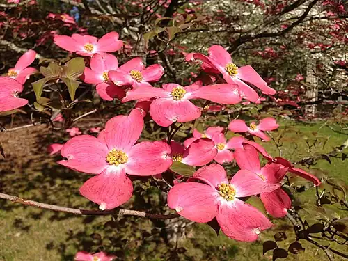 Cultivar de Cornus florida com brácteas cor-de-rosa a envolver os flósculos amarelos.