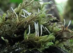 Eocronartium muscicola, Ilha Vancouver, Canadá