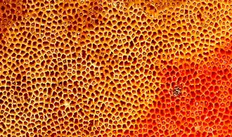 P.sanguineus (detalhe)