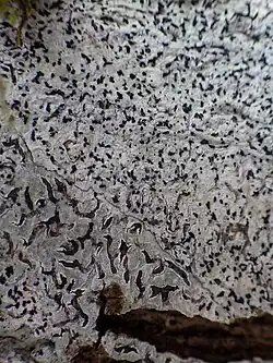 Melaspilea lentiginosa em Sintra, Portugal