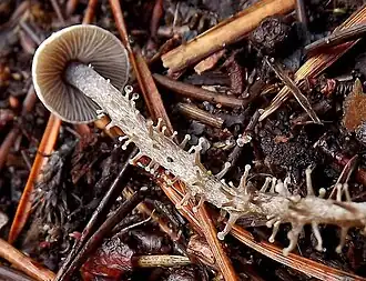 Dendrocollybia racemosa.