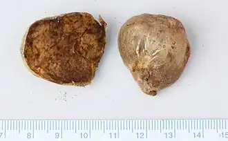 Carbomyces sp. no Novo México