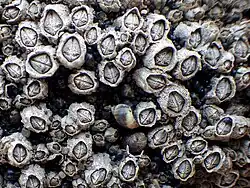 Collemopsidium foveolatum