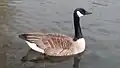 Branta canadensis