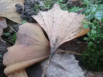 Vista mascroscópica