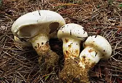 Tricholoma magnivelare (Peck; Redhead)