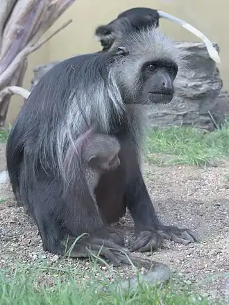 Fêmea com filhote no Zoológico de Schönbrunn, Viena, Áustria