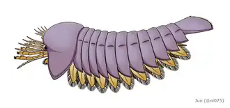 Ilustração de um Sanctacaris da espécie S.uncata.