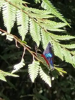 Borboleta no outono de 2023