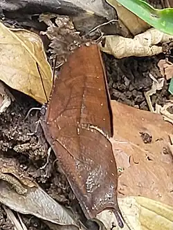 Borboleta nas estradas de acesso ao Pico do Urubu na Serra do Itapeti em Mogi das Cruzes SP