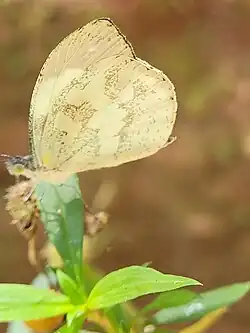 Borboleta nas estradas de acesso ao Pico do Urubu na Serra do Itapeti