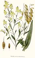 Isatis tinctoria (ilustração).
