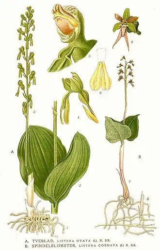 A. Listera ovata B. Listera cordata