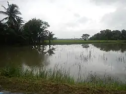 A large flat sheet of water reflects a grey sky with green tropical vegetation in the background