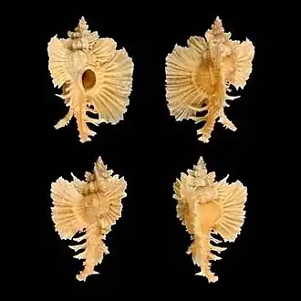 Quatro vistas da concha de C. orchidiflorus (Shikama, 1973).[1] Em ordem de leituraː vista inferior; vista superior; vista lateral com a abertura oposta ao observador; vista lateral com a abertura voltada ao observador. Espécime coletado na região de Davao, Filipinas; na coleção da Smithsonian Institution, Estados Unidos.