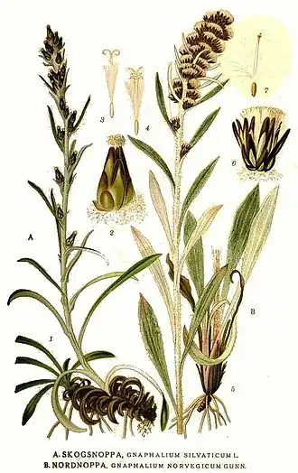 Gnaphalium norvegicum