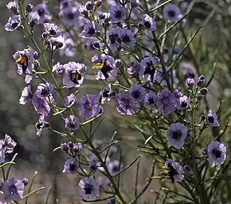 Cyanostegia angustifolia