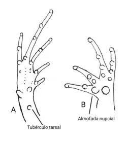 Representação de: a. pé (face plantar) com tubérculo tarsal, demais tubérculos e calosidades; b. mão (face palmar) com tubérculos e calosidades.
