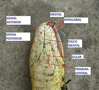 A cabeça de uma cobra morta deitada invertida no chão, que mostra os nomes e a posição das escamas da cabeça na parte inferior.