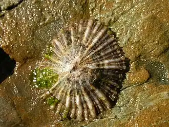 Uma concha de Siphonaria denticulata Quoy & Gaimard, 1833[1], com o animal, em seu habitat; espécime fotografado em Nova Gales do Sul, Austrália.