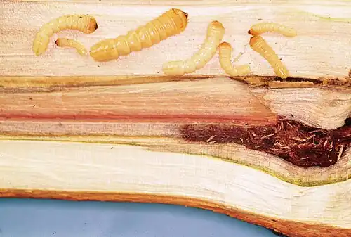 Vários ínstares removidos da galeria