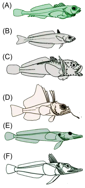 Seis exemplos de Notothenioidei, ilustrações baseadas em "Antarctic Fish and Fisheries" (K.-H. Kock, 1992)