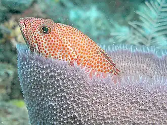 Indivíduo dentro de uma esponja avistado na ilha de Roatán, no golfo do México, em Honduras