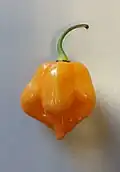 Uma única Scotch bonnet madura