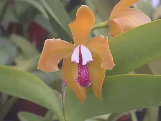Cattleya porphyroglossa